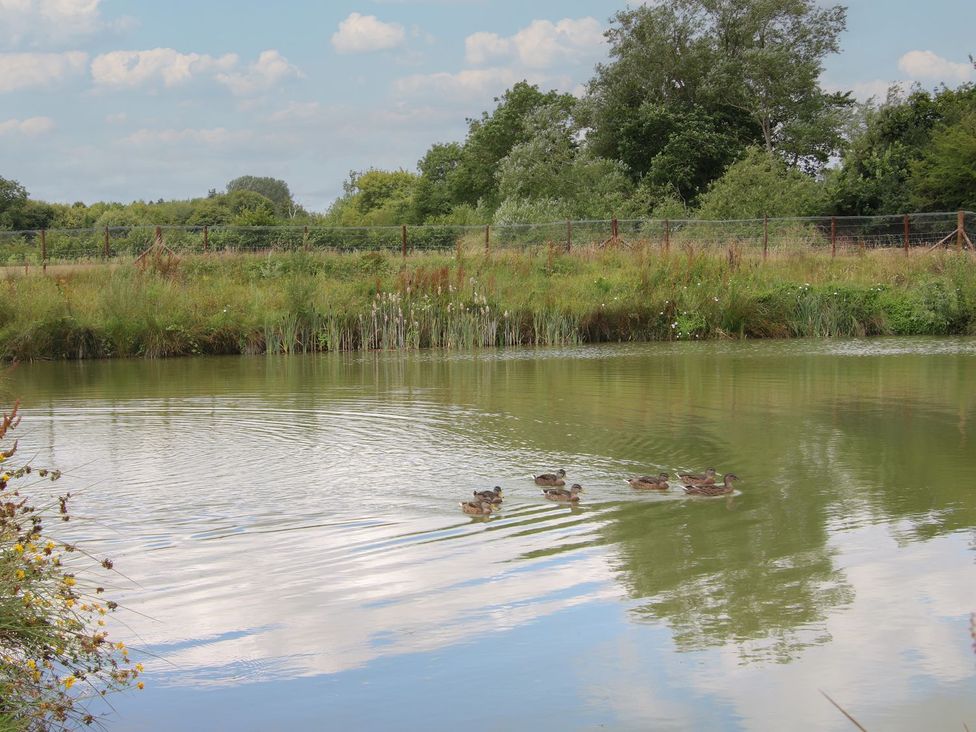 A pond with ducks swimming at Tulip in Eardisland