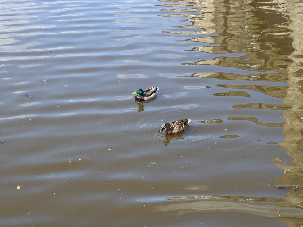 Two ducks swimming in water at The Summerhouse in Kildwick