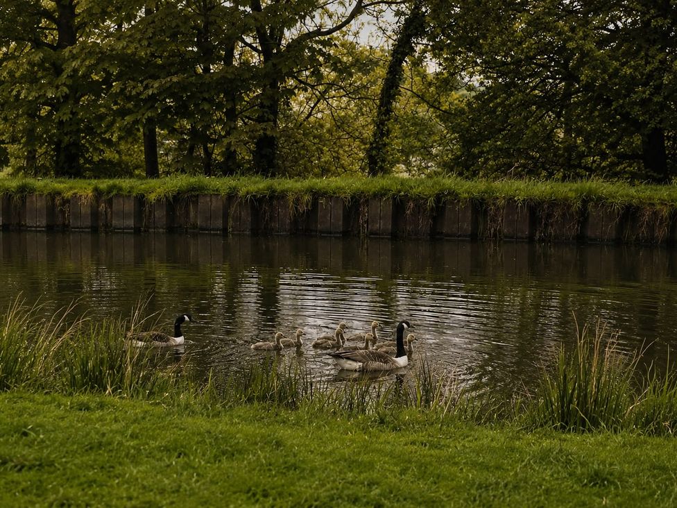 Ducks swimming in a pond surrounded by grass and trees at The Summerhouse in Kildwick
