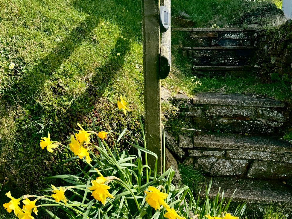 A garden with stone steps and yellow daffodils at Penpegws near Aberystwyth