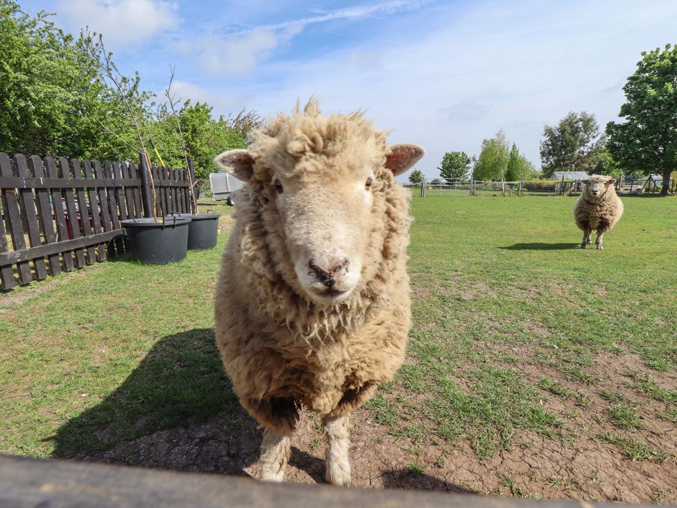 Two sheep in a field with a wooden fence and trees at Ewe View