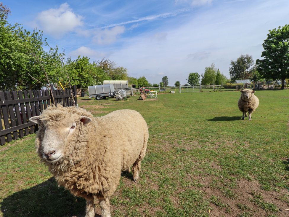 Two sheep in a field with a trailer at Ewe View