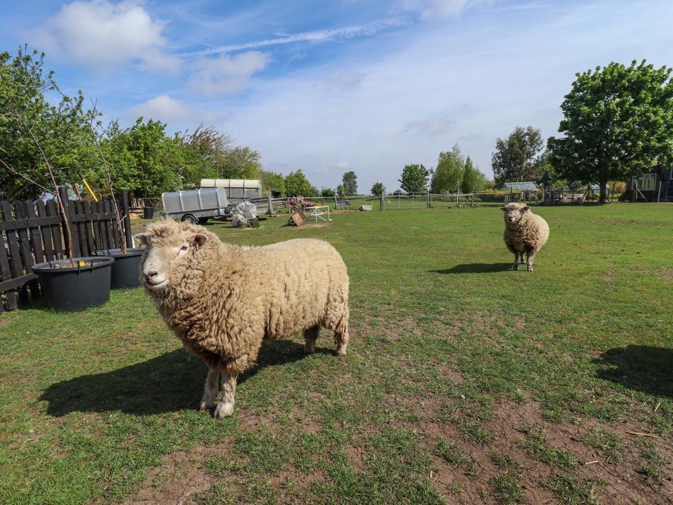 Two sheep standing on grass in outdoor space at Ewe View