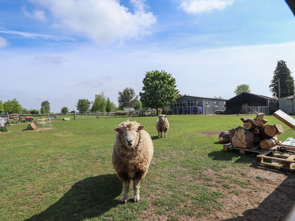 Two sheep in a field with trees and buildings at Ewe View