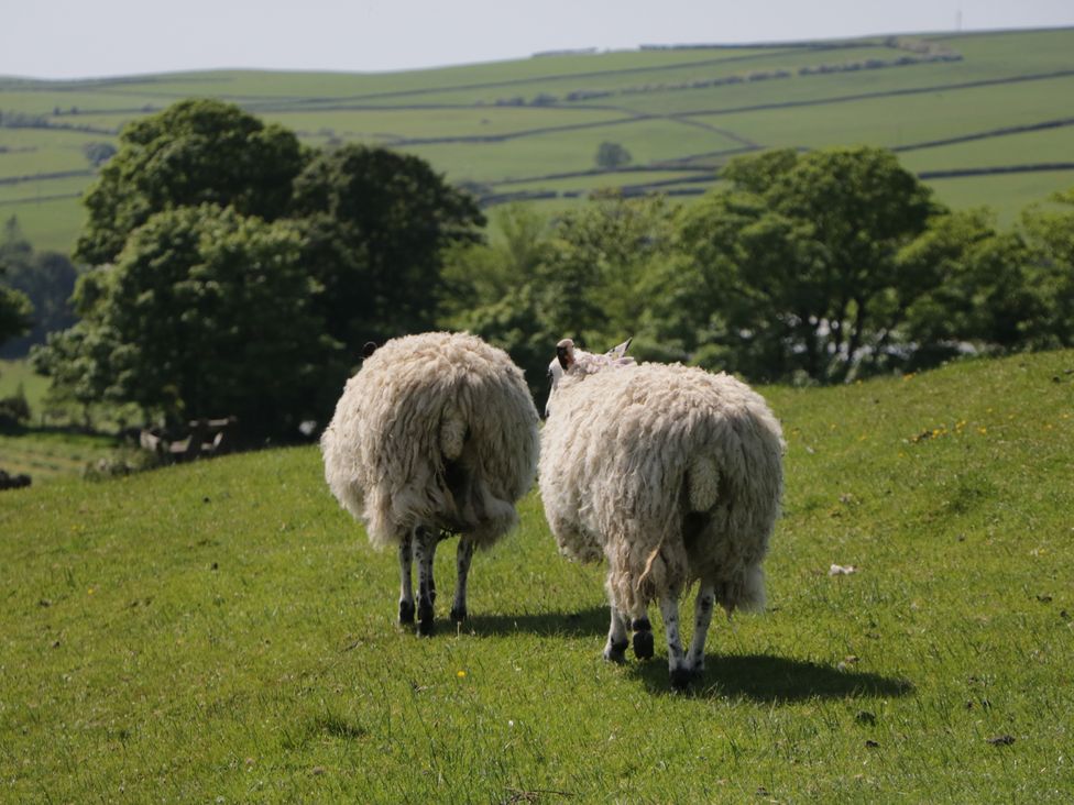 Two sheep walking on grass with hills in the background at 8 Railway Cottages Ulverston