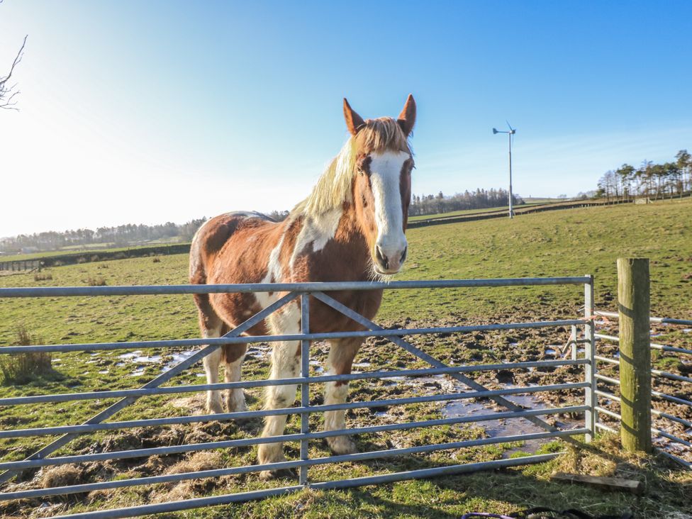 A horse standing by a gate in a field at Dove Cottage in Hexham