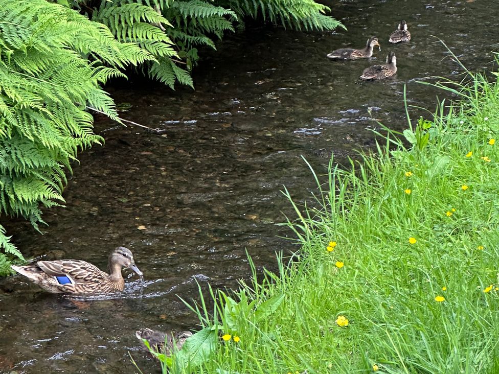 A duck and ducklings in a stream surrounded by ferns and grass at Tiggywinkle Beck - White Cross Bay Windermere
