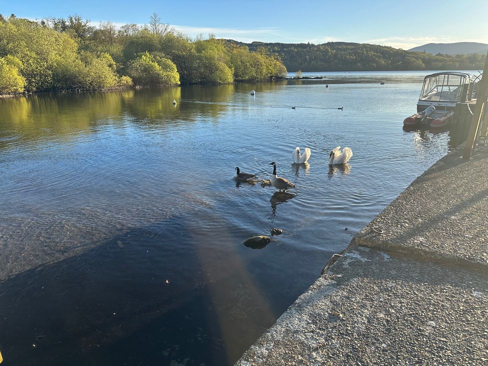 A tranquil scene with swans and ducks on water at Owls House - White Cross Bay Windermere