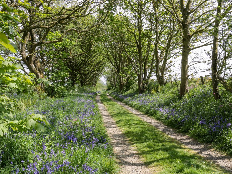 A pathway lined with trees and bluebells at Rhos Y Clegyrn in Goodwick