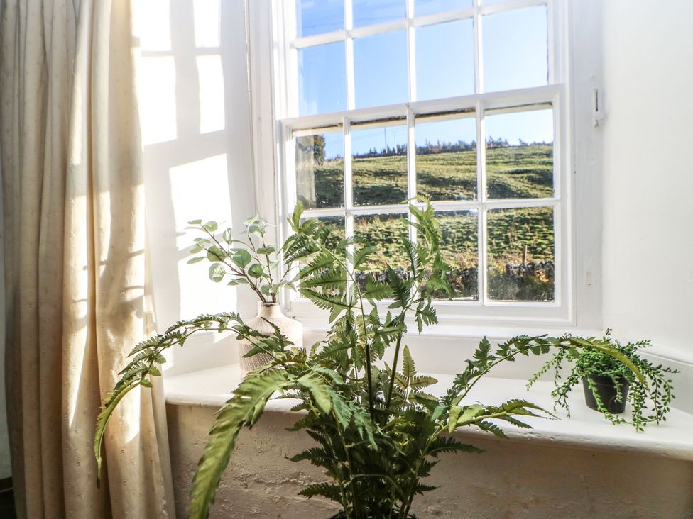 A window with fern plants and curtains at Englewood Cottage in Hexham