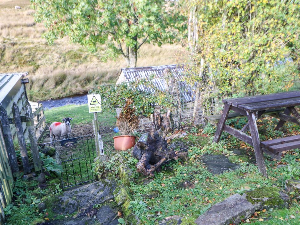 A garden with a bench and a sheep at Englewood Cottage in Hexham