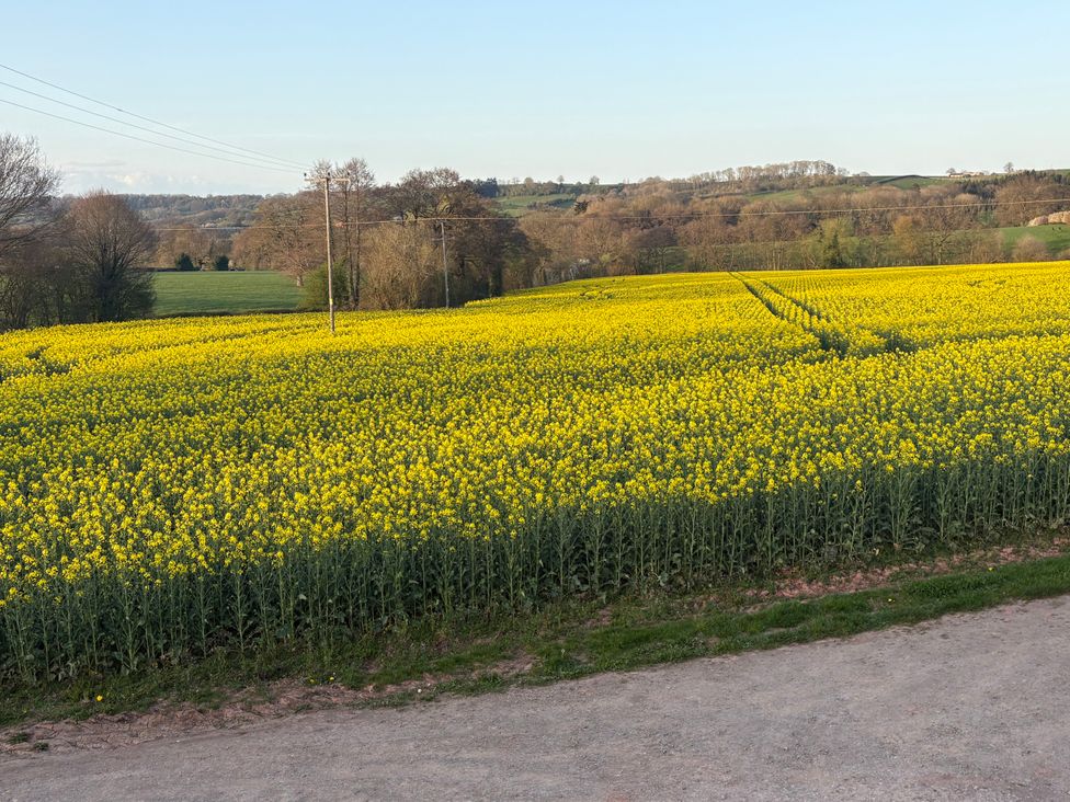 A field of rapeseed flowers with electricity poles at The Blacksmiths Shop in Collington in Bromyard