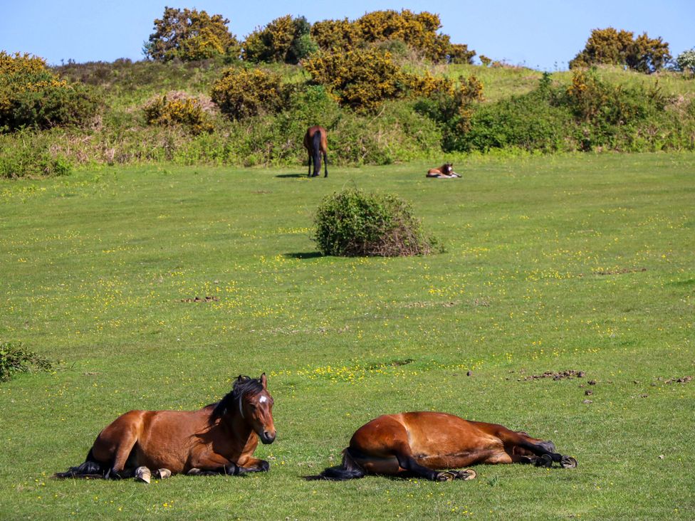 Horses resting in a grassy field at Camellia Cottage in Wimborne Minster