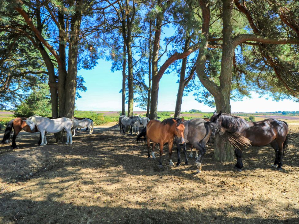 A group of horses gathering under trees in an outdoor setting at Camellia Cottage in Wimborne Minster