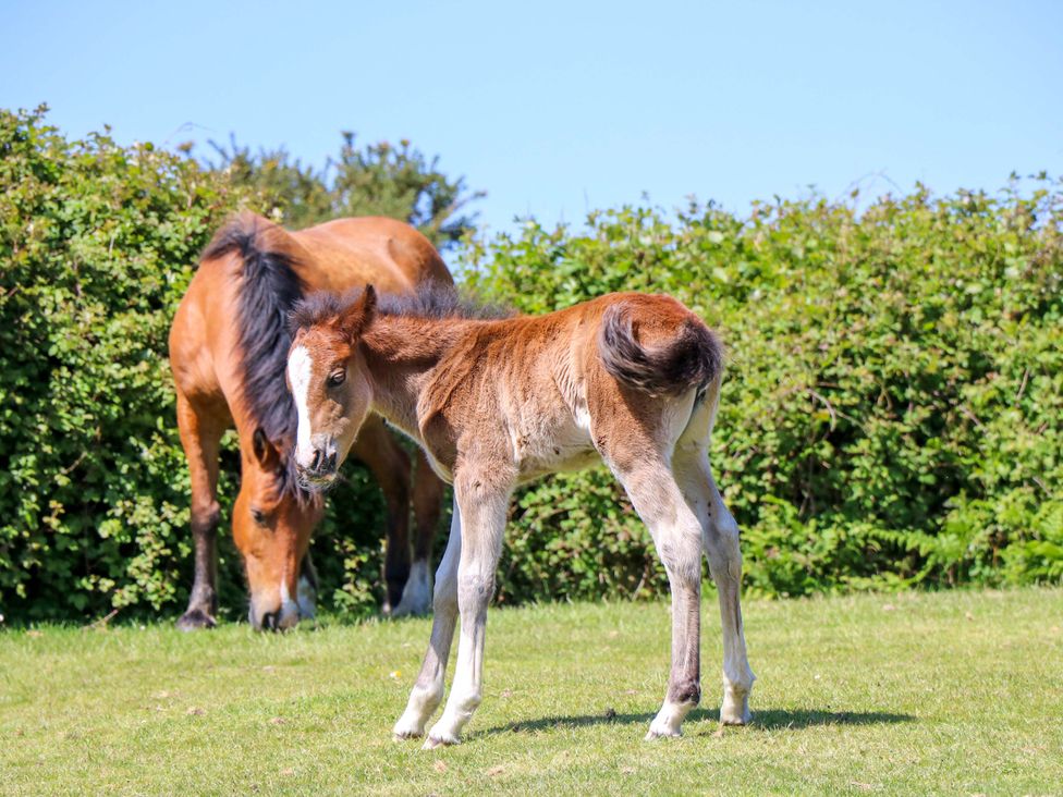 A foal standing in a field with a horse in the background at Camellia Cottage in Wimborne Minster