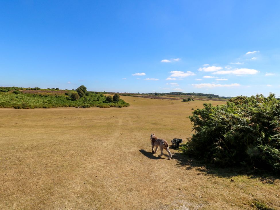 A landscape with two dogs on a field at Camellia Cottage Wimborne Minster