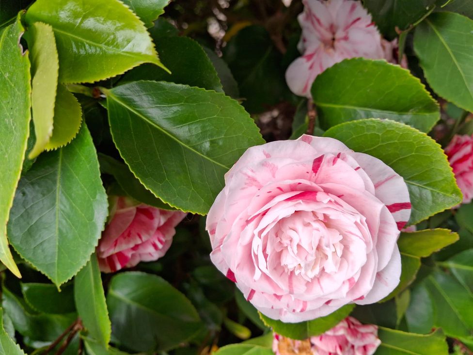 A pink flower with leaves at Camellia Cottage in Wimborne Minster