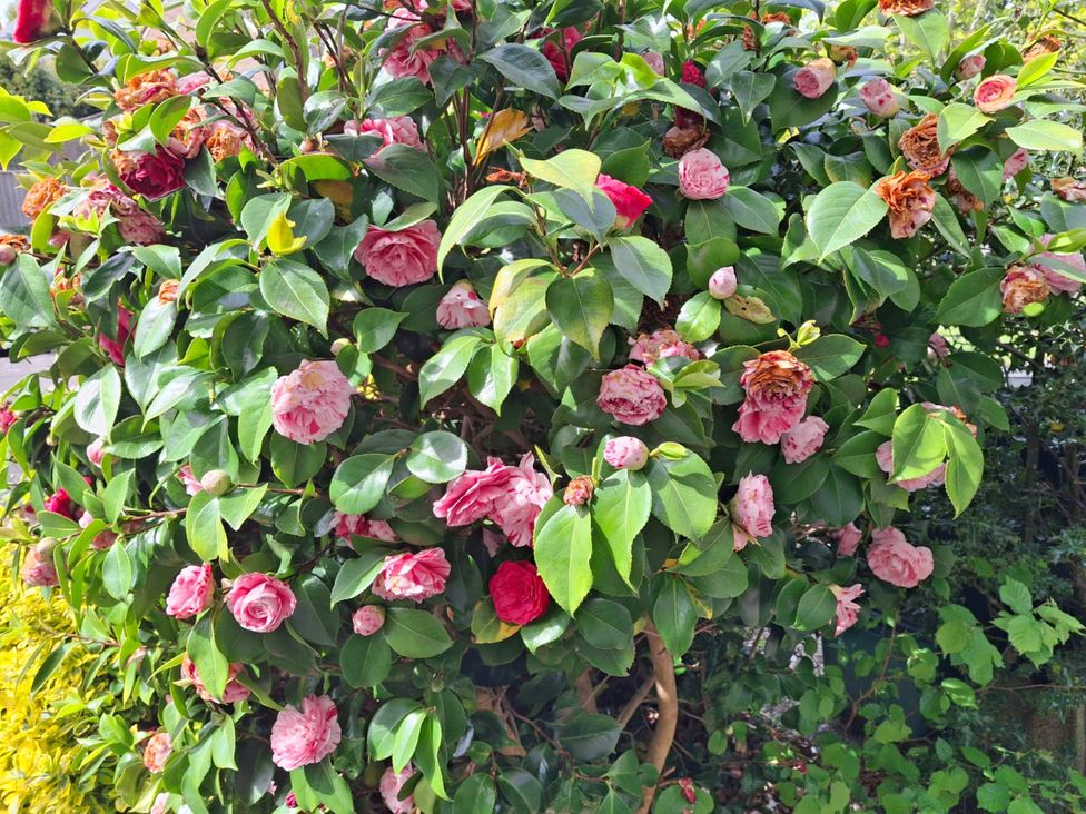 A bush with pink roses and green leaves at Camellia Cottage Wimborne Minster