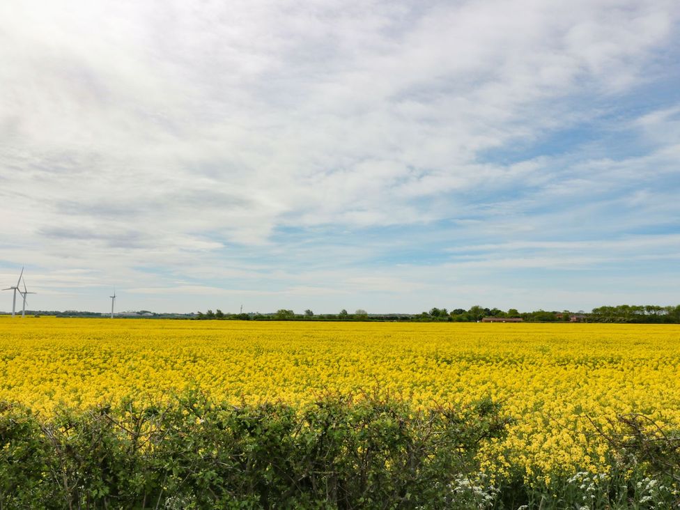 A field of yellow flowers with wind turbines in the background at Lavender Lodge in Hull
