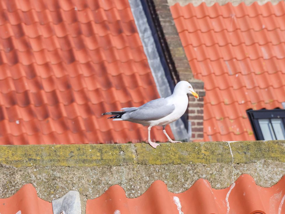 A seagull on a rooftop at The Four Views in Whitby