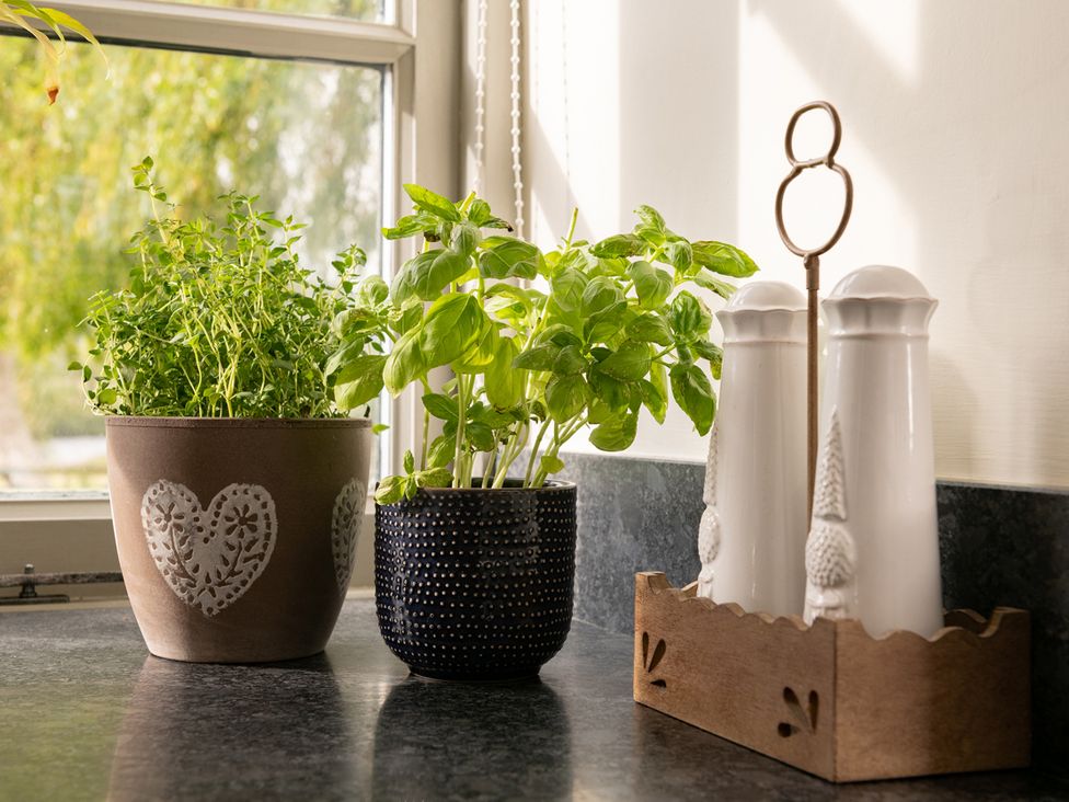 Herb pots and salt and pepper shakers on a kitchen counter at Shepherds Cottage Llandrillo