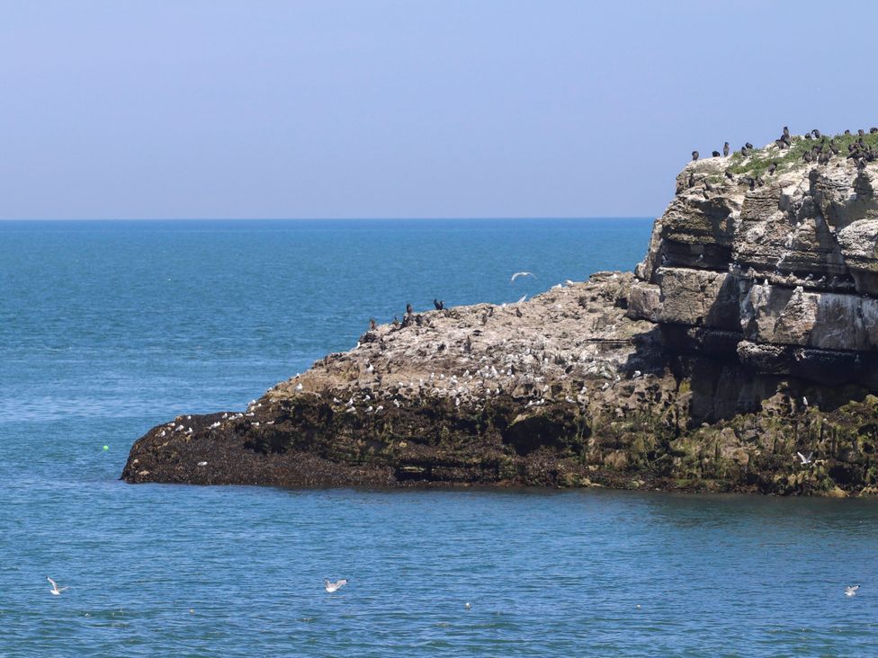 A rocky coastline with birds near the water at Too Hoots in Lligwy