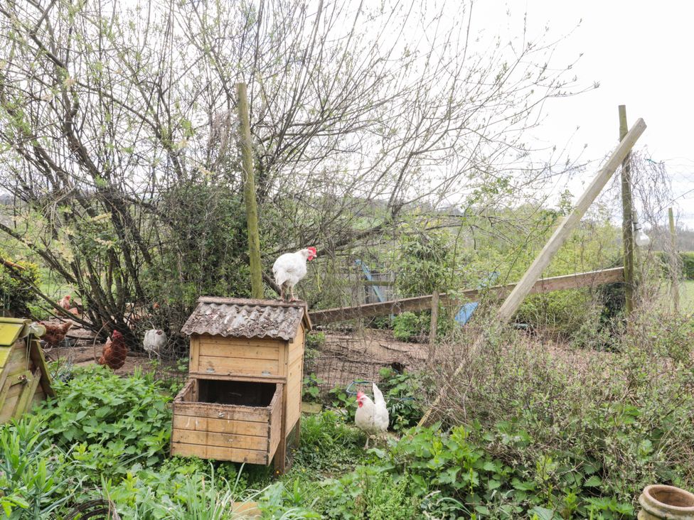 A garden with chickens and a chicken coop at The Annexe at Cherry Cottage Upton St Leonards