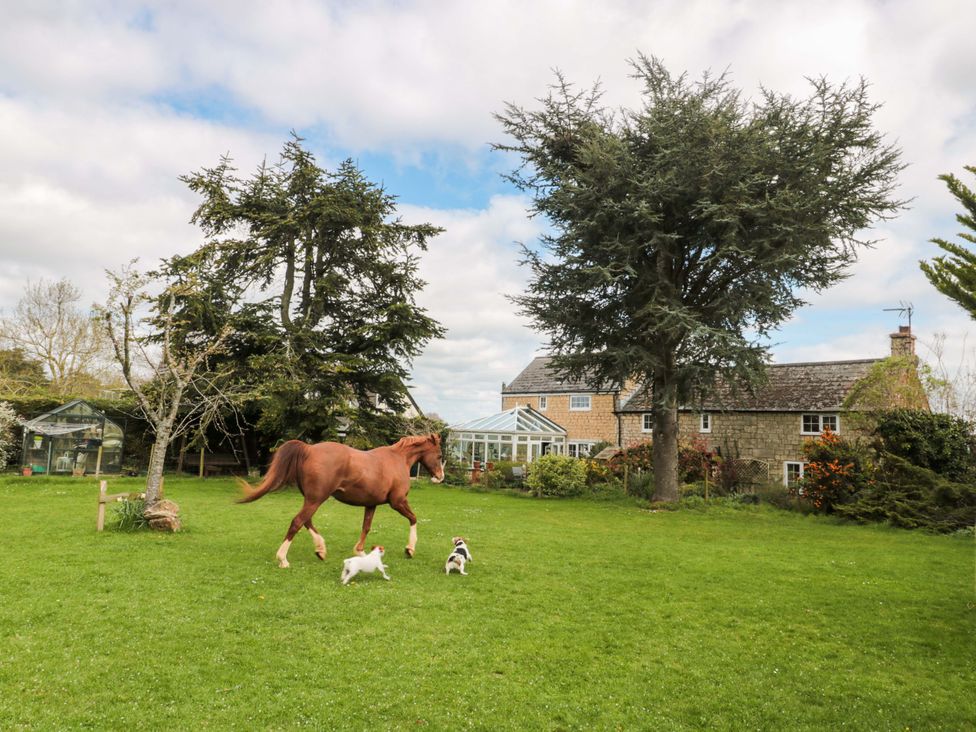 A horse and dogs playing in a garden at The Annexe at Cherry Cottage Upton St Leonards