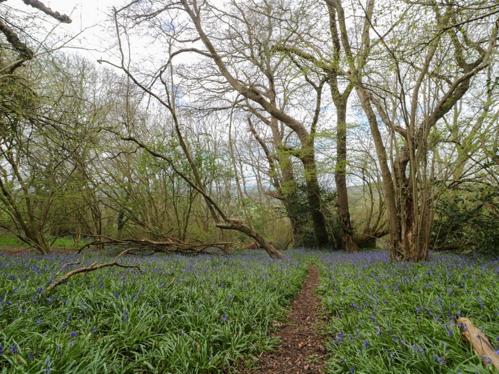 A forest area with bluebells and a path at The Annexe at Cherry Cottage Upton St Leonards