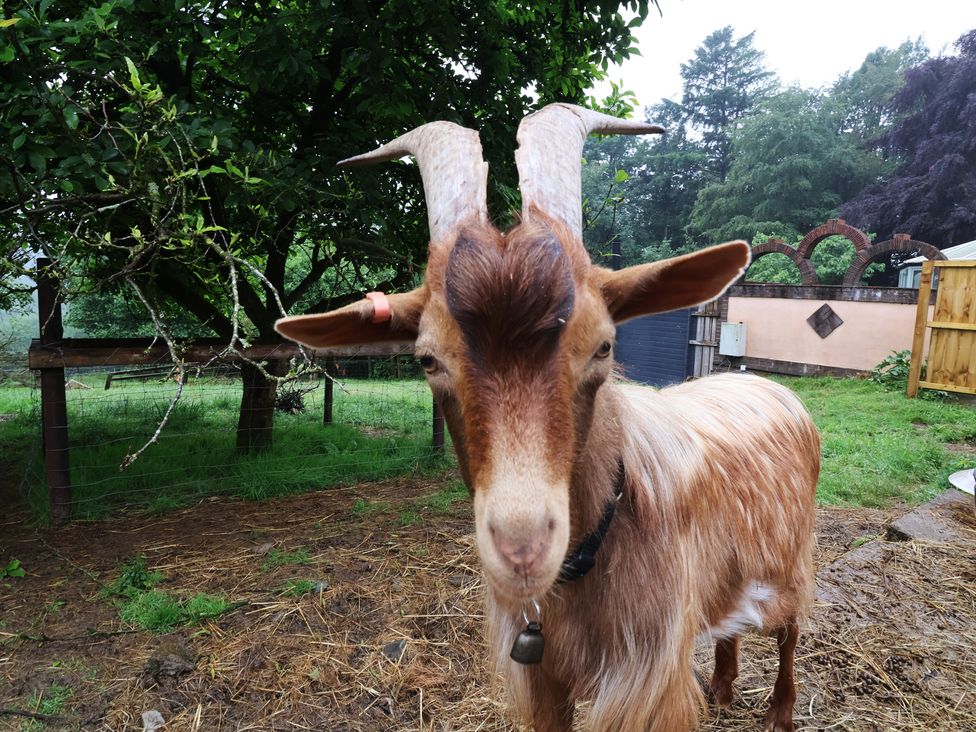 A goat in an outdoor setting at West Down Country House in South Molton