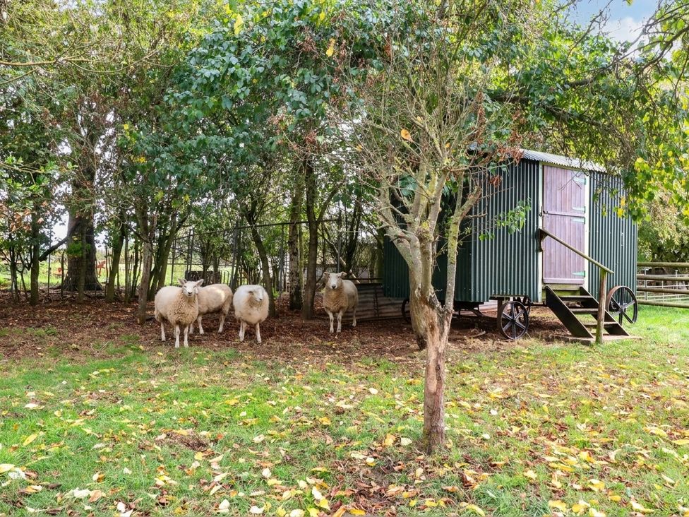 A group of sheep near a wagon on grass at The Barn Tamworth