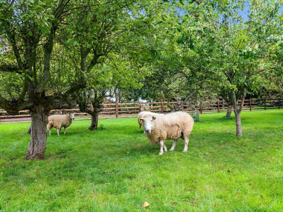 Sheep standing under trees in a grassy area at The Barn in Tamworth