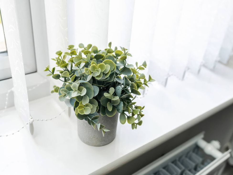 A plant in a pot on a windowsill at 59 Eagle Drive in Grimsby