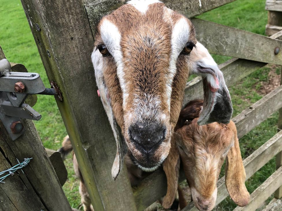 Goats at a wooden fence