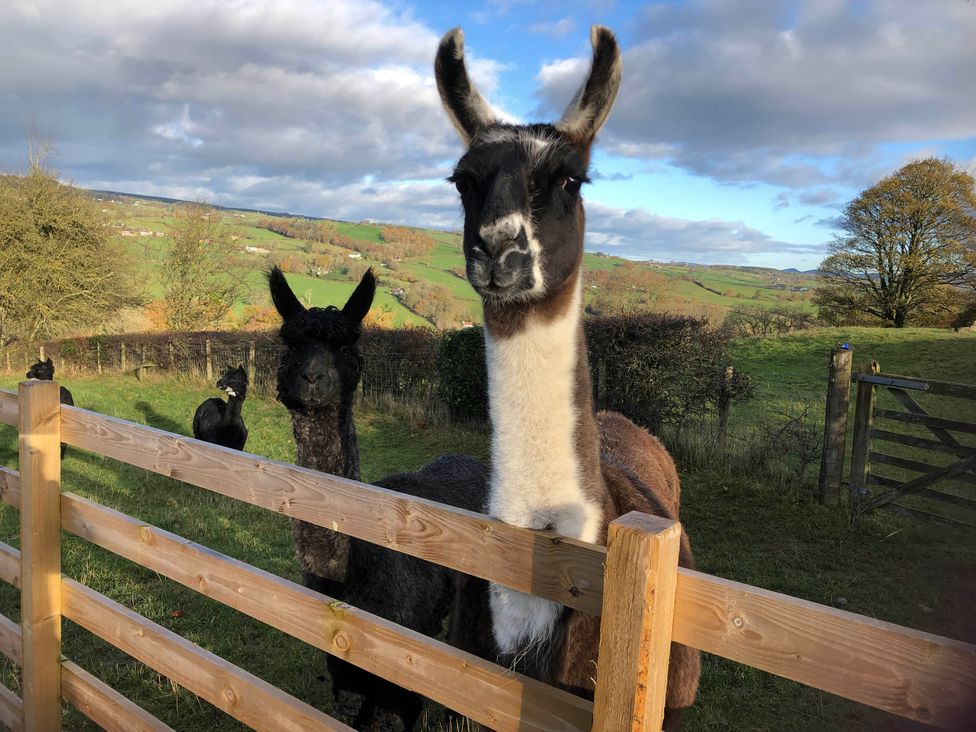 Llamas standing near a wooden fence at The Peacock Shepherds Hut at Hafoty Boeth Corwen