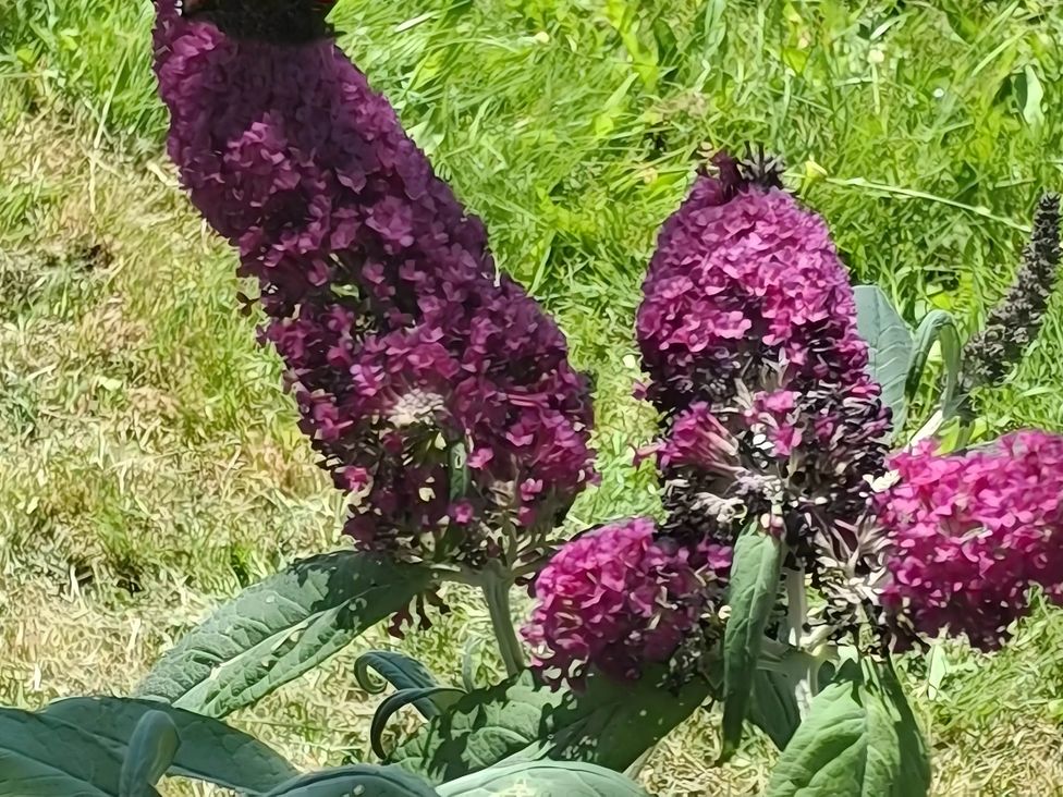 A cluster of purple flowers in a garden at Llanarmon-yn-Ial Mold 3-Bed Caravan, Sleeps 6 Llanarmon-Yn-Ial