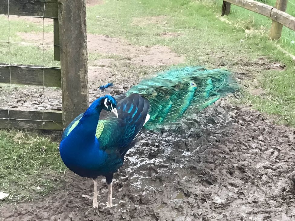 A peacock standing on muddy ground near a wooden fence at Converted Stone Barn -20 Acres - Farm Animals! in Corwen