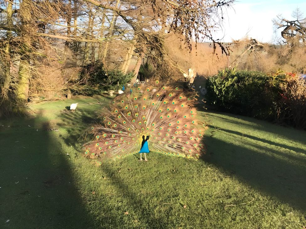 A peacock displaying its feathers in a garden at Converted Stone Barn -20 Acres - Farm Animals! in Corwen