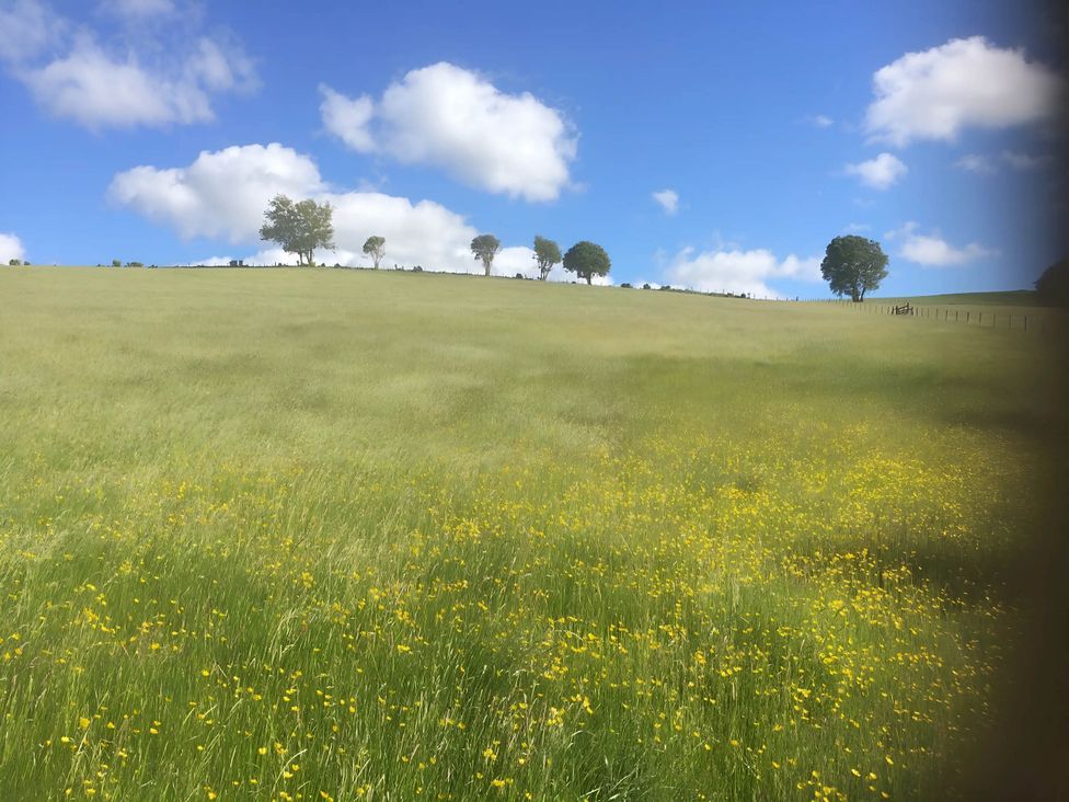 A grassy field with yellow flowers and trees at Converted Stone Barn -20 Acres - Farm Animals! Corwen