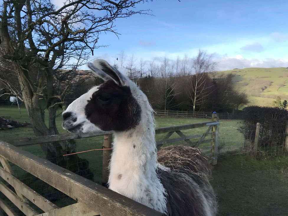 A llama near a fence at Converted Stone Barn -20 Acres - Farm Animals! in Corwen