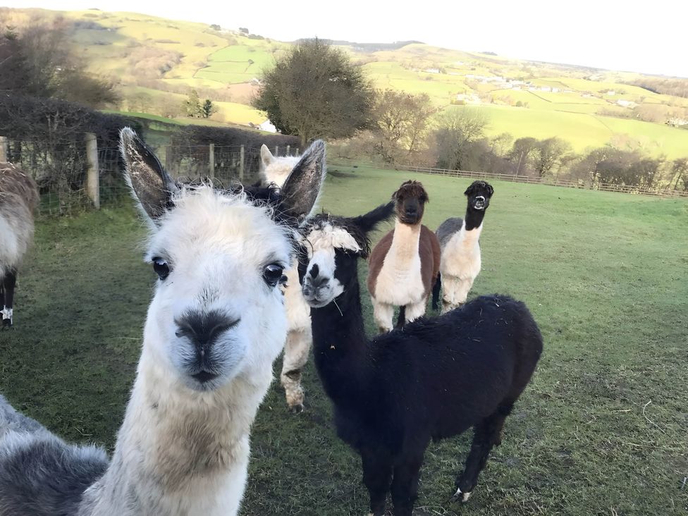 A group of alpacas in a field at Converted Stone Barn -20 Acres - Farm Animals! Corwen