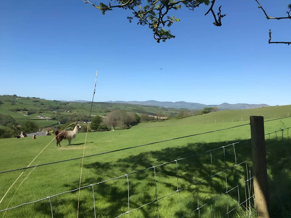 A llama in a field with hills in the background at Converted Stone Barn -20 Acres - Farm Animals! Corwen