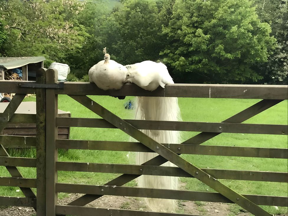 A peacock and a white peacock on a gate at Converted Stone Barn -20 Acres - Farm Animals! Corwen