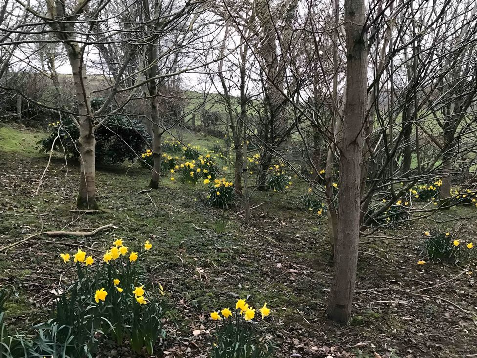 A grove of trees with daffodils growing on the ground at Converted Stone Barn -20 Acres - Farm Animals! in Corwen