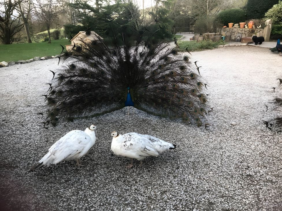 Peacocks displaying in a garden with gravel at The Shepherds Hut at Hafoty Boeth in Corwen