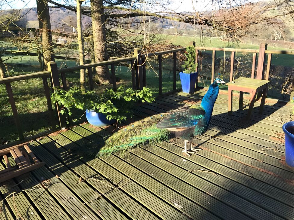 A peacock on a wooden deck at The Shepherds Hut at Hafoty Boeth Corwen