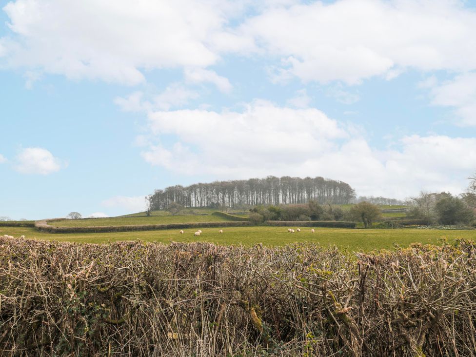 A view of trees and sheep in a field near Nether Stowey at Tuxwell Lodge