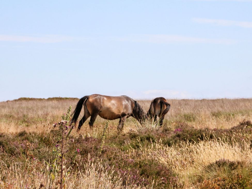 Two horses grazing in a meadow with heather and grass