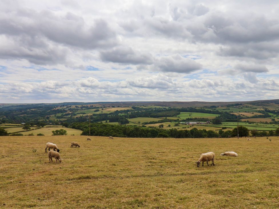 A landscape with sheep grazing in a field near hills at Wren's Nest in Lealholm