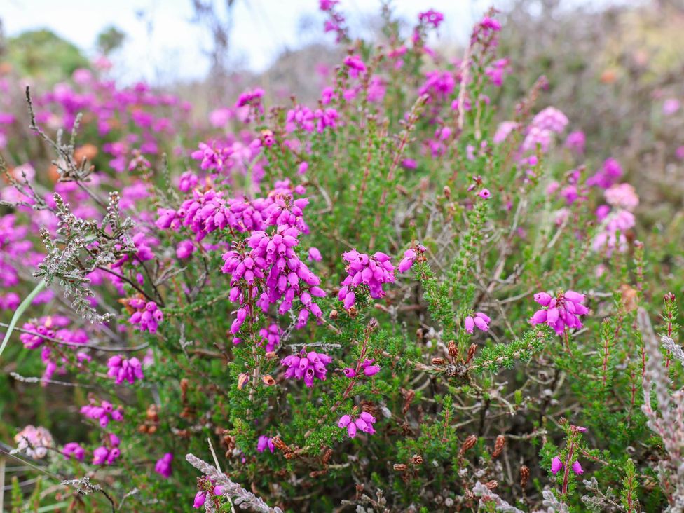 A field of pink flowers at Wren's Nest in Lealholm